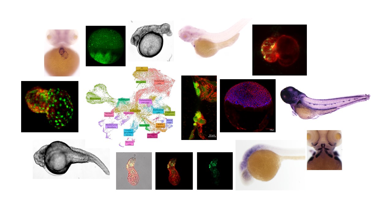 Lab homepage https://zdglab.iimcb.gov.pl/wp-content/uploads/2025/10/Lab-homepage-3.jpg